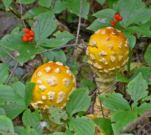 Mushrooms in Cape Breton, Nova Scotia