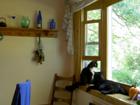 Newly redone kitchen with cats.