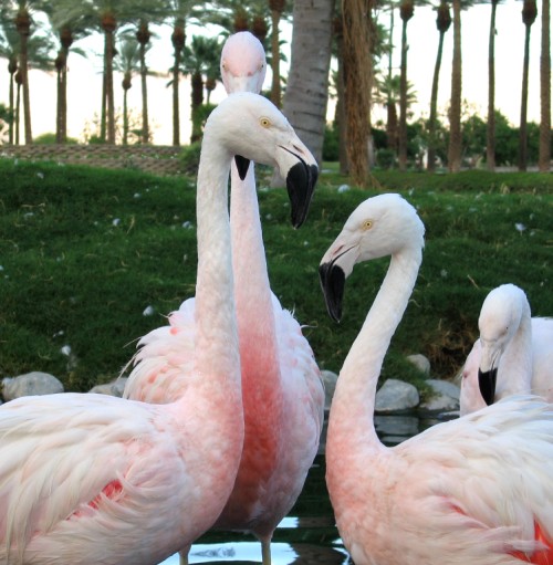 Palm Desert resort flamingos