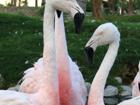Palm Desert resort flamingos