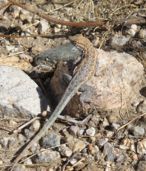 Lizard in Joshua Tree desert