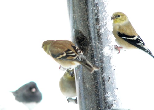 Keep away from our Finch Food