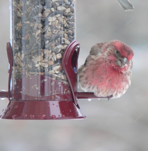 Red finch, cold and puffy too.