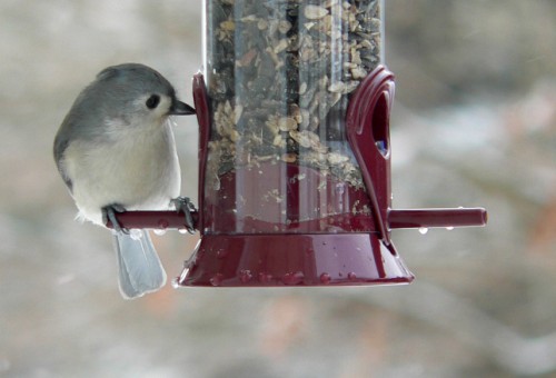 The Titmouse is the Cutest