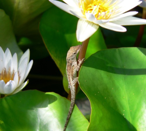 Lizard in botanic gardens