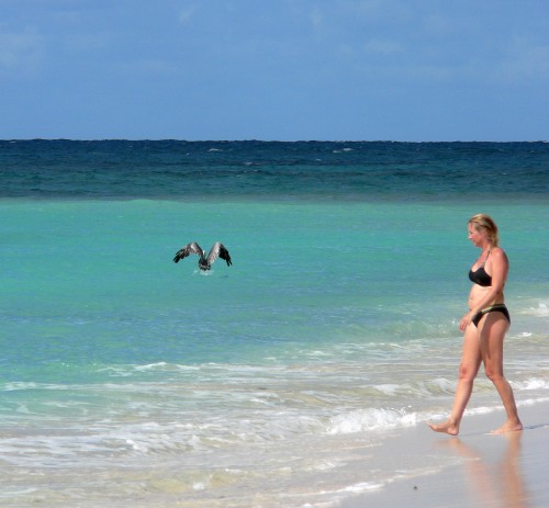 Girl and Pelican, Buck Island