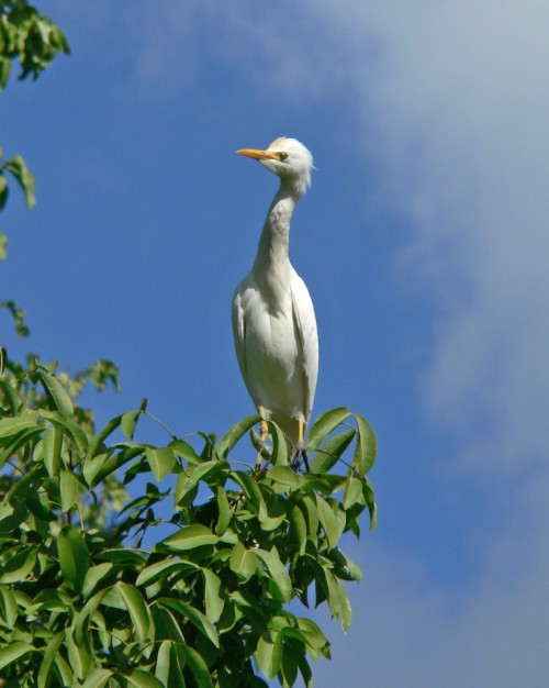 Egret in Frederiksted