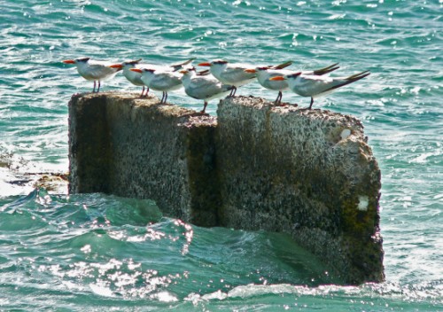 Gulls from side view.