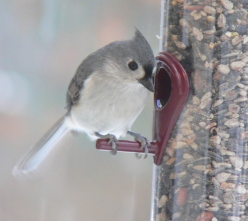 The Titmouse is still cute.