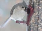 The Titmouse is still cute.