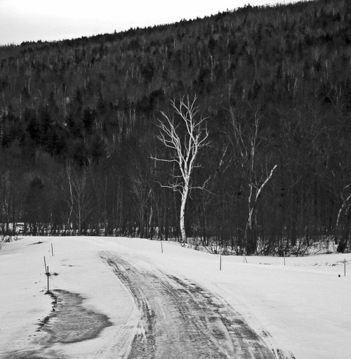 White Tree and black road, Maine