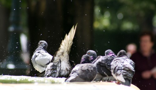 Pigeons bathing by Notre Dame