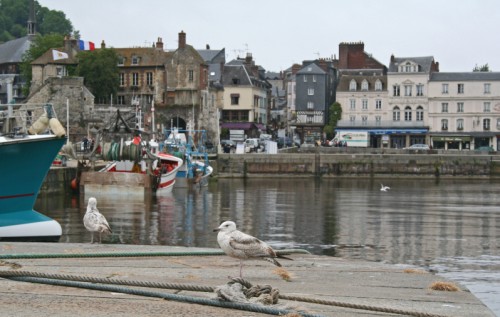 Gull in Honfleur