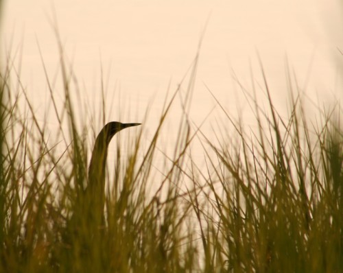 Bird in Grass
