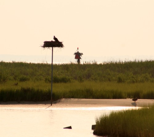 Osprey Nests in Silhouette