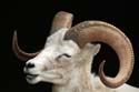 animals in nova scotia