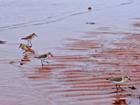 Birds on PEI beach