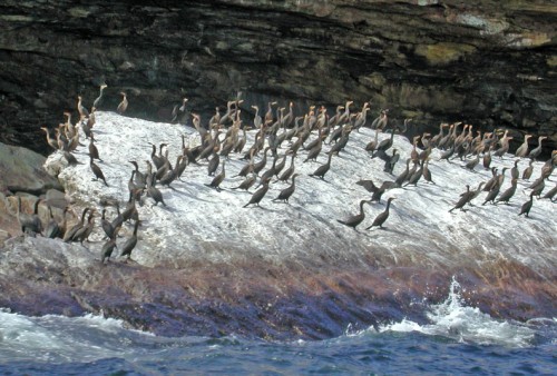 More cormorants on rock, Nova Scotia