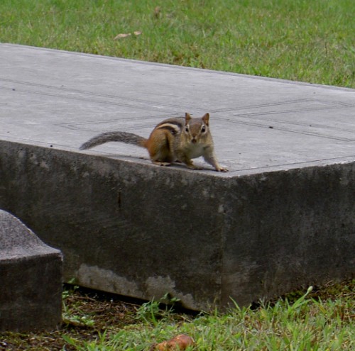 Chipmunk in cemetery