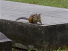 Chipmunk in cemetery
