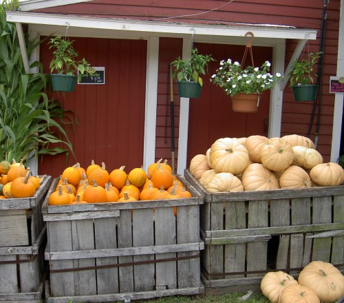 Pumpkins at farm stand