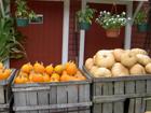 Pumpkins at farm stand