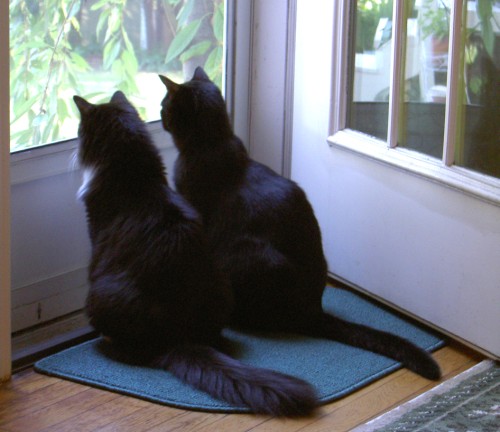Flora and Salem at my bedroom door