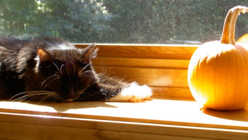 Flora and the Pumpkin