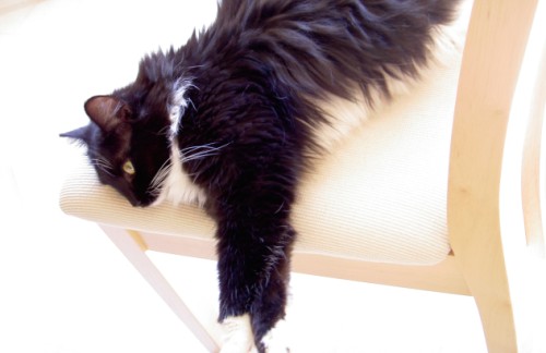 Studio photo of Flora (in my kitchen)