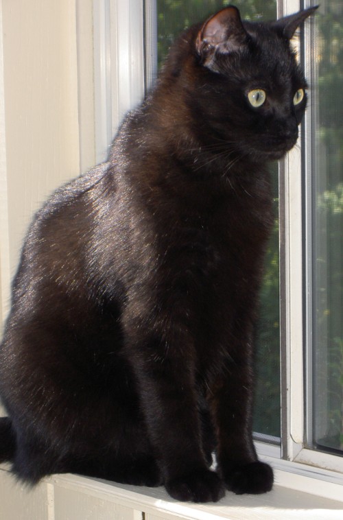 Salem in the sunroom