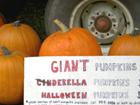 GIANT Pumpkin sale