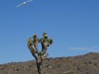White bird over a Joshua tree
