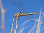 Blue dragonfly detail
