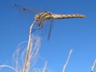 Macro dragonfly in a strong wind