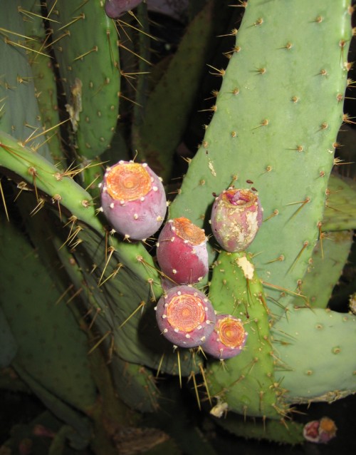 Prickly Pears