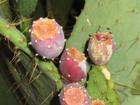 Prickly Pears