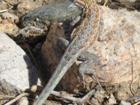 Lizard in Joshua Tree desert