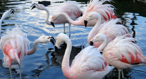 Flamingo fighting