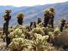 Cactii in Joshua Tree