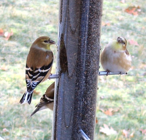 Finches at my kitchen window