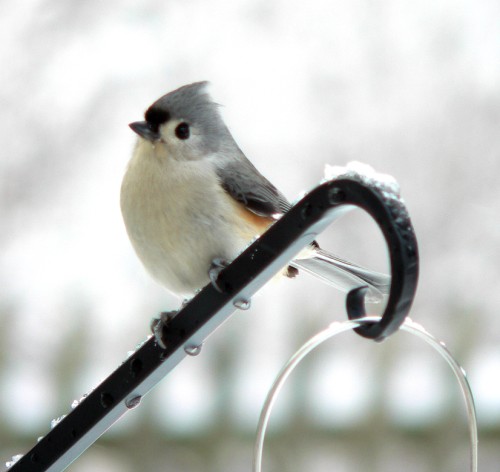 He's showing his tuft here.