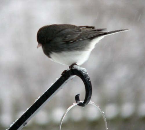 Too cold to look up.