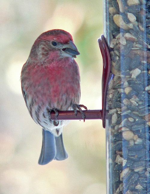 Red guy this morning