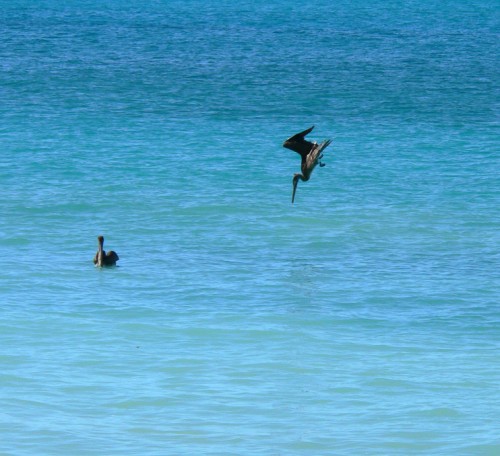 Pelican nose-dive.