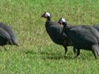 Grey Turkeys?