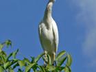 Egret in Frederiksted