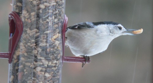 I've got a big nut prize.