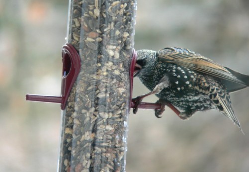 A big poacher attacks!