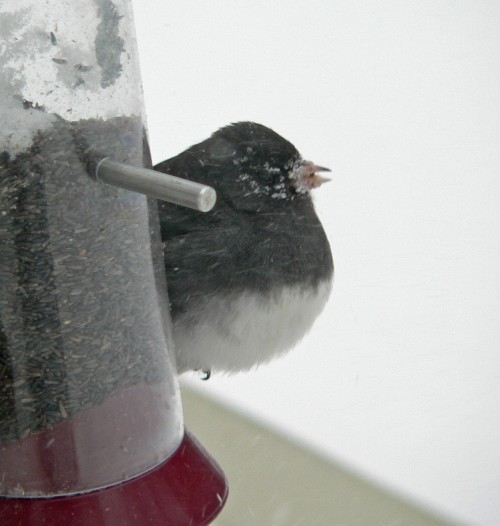 Tough day to be a junko.