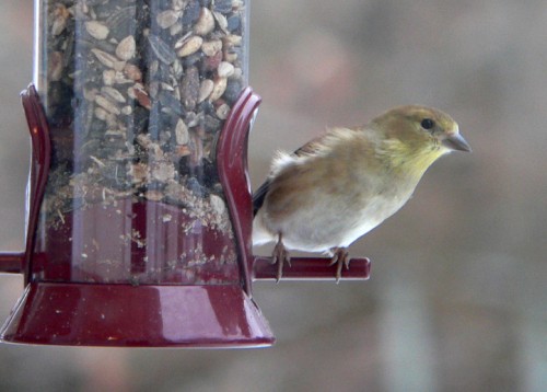 Peering finch, before the storm